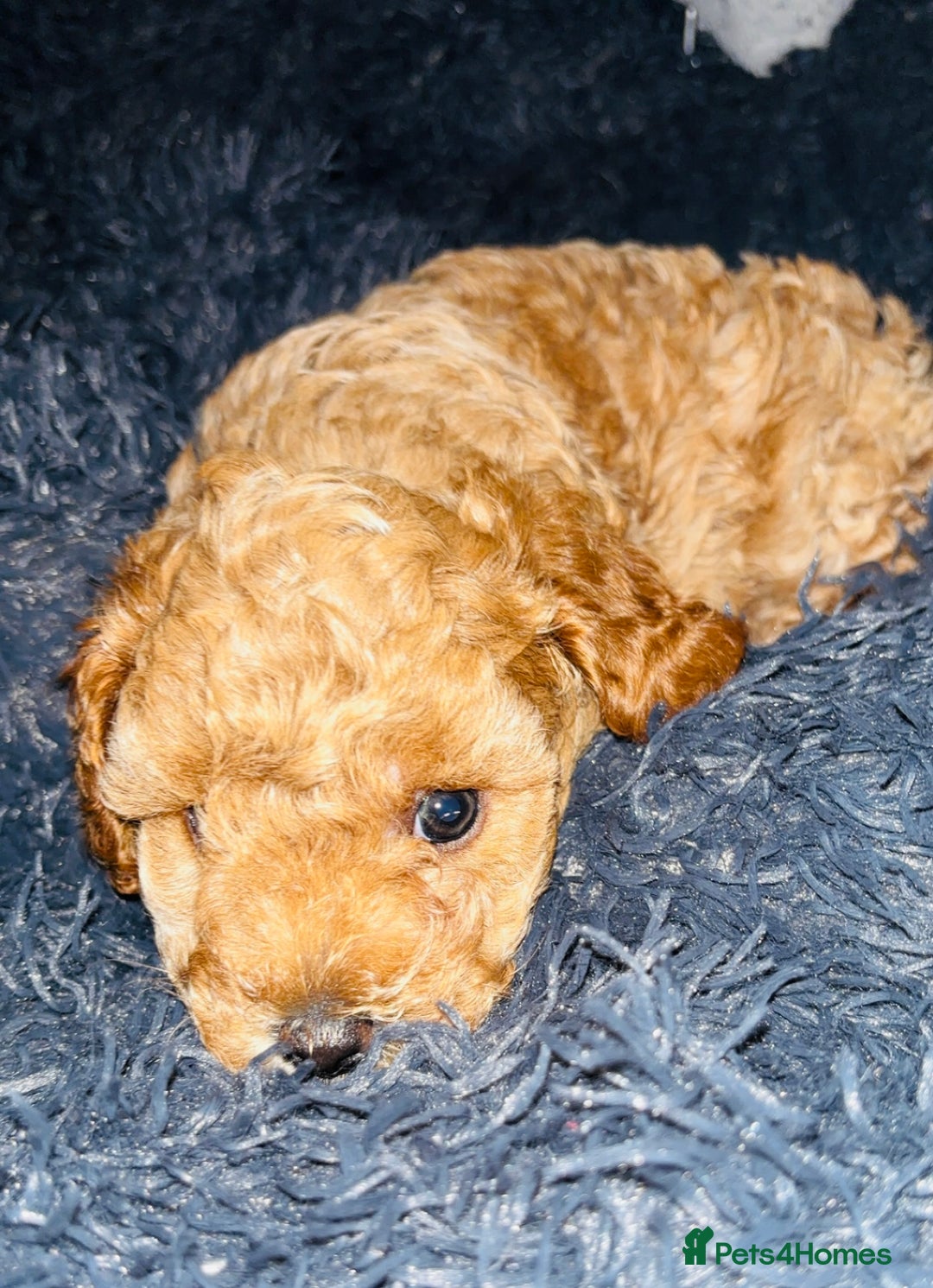 Cavapoo dogs for sale:  Cavapoo puppies  - Advert 24