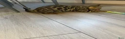 Bengal cats for sale: ⭐️ Ready now- STUNNING TICA REG ⭐️FEMALE BENGAL⭐️ - Advert 9
