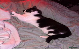 Domestic Shorthair cats for sale: Rehoming 2 year old Phantom £0 - Image 2