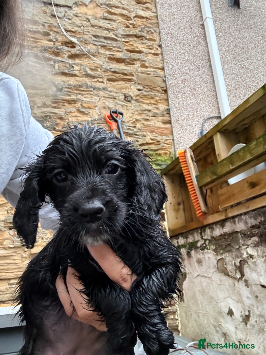 Cockapoo dogs for sale: Beautiful litter of cockapoo  - Advert 6