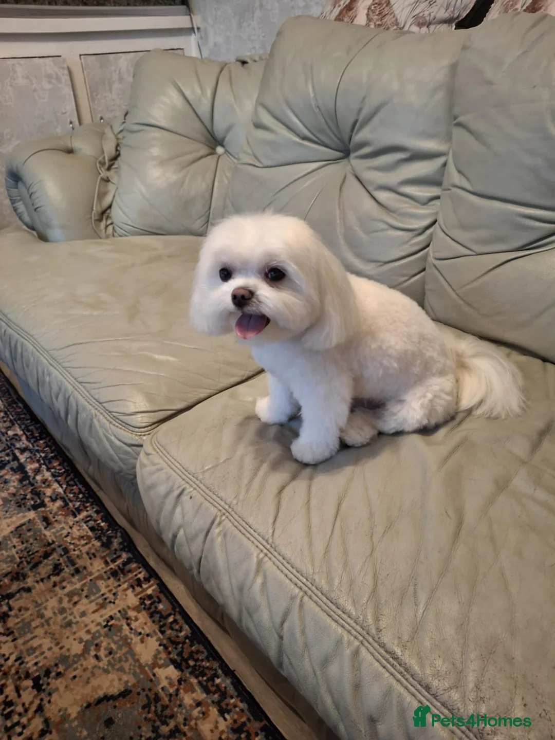 Maltese dogs for stud: Maltese for stud❗️ in Wakefield - Advert 9