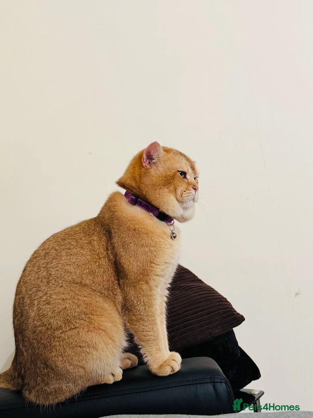 British Shorthair cats for stud: British golden cat - Advert 1