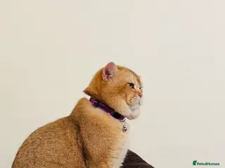 British Shorthair cats British golden cat - Advert 4