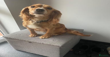 Mixed Breed dogs - Advert 6