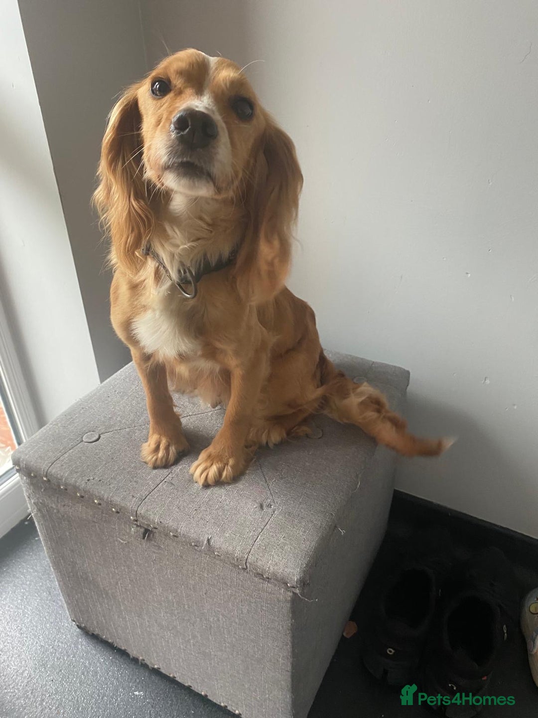 Mixed Breed dogs for sale: Cavapoo - Image 3