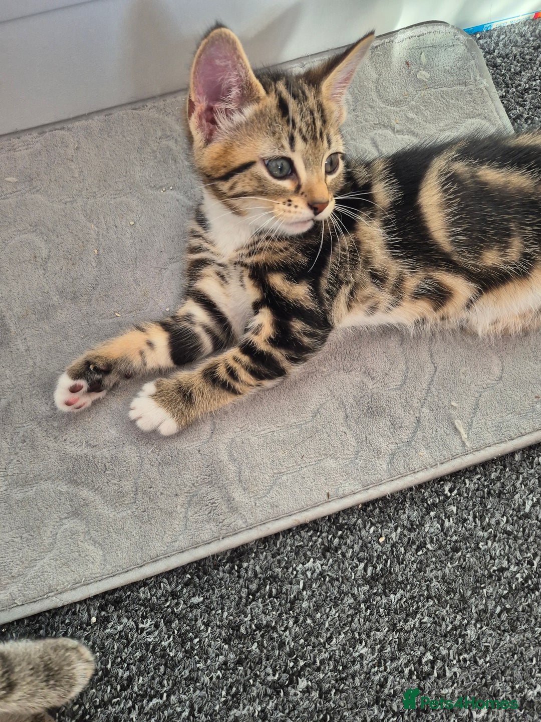 Mixed Breed cats for sale: Kittens for sale - Image 7