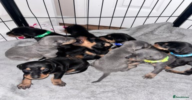 Dobermann dogs - Advert 3