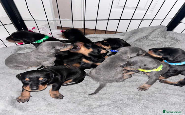 Dobermann dogs - Advert 3