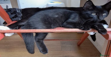 Russian Blue cats - Advert 6
