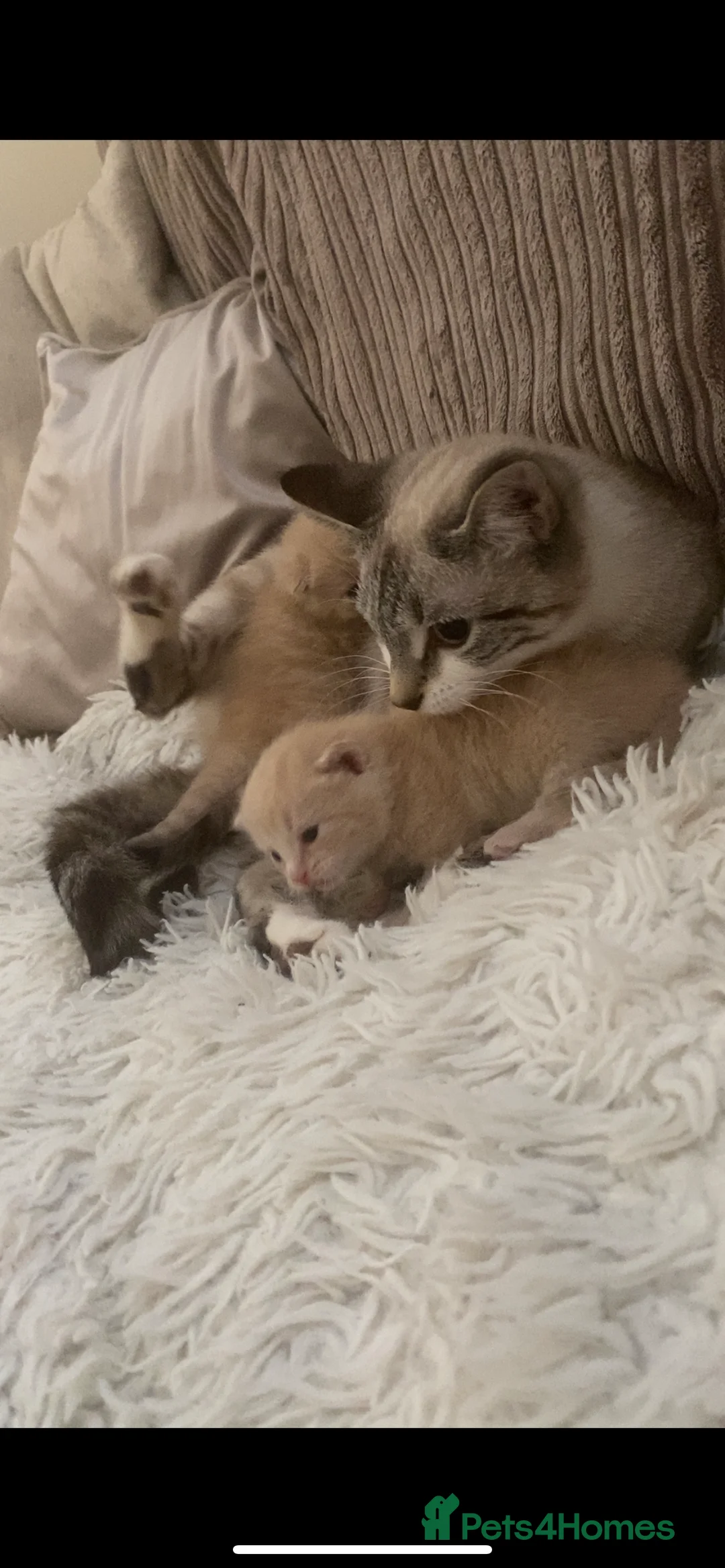 Domestic Shorthair cats for sale: Cream female kittens  in Newark - Advert 5