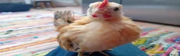 Chickens poultry for sale: Indoor Companion Chickens – Hand Tamed & Friendly - Advert 3