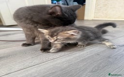 Ragdoll cats for sale: Stunning ragdoll cross BSH kitten  - Image 3