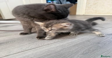 Ragdoll cats - Advert 7