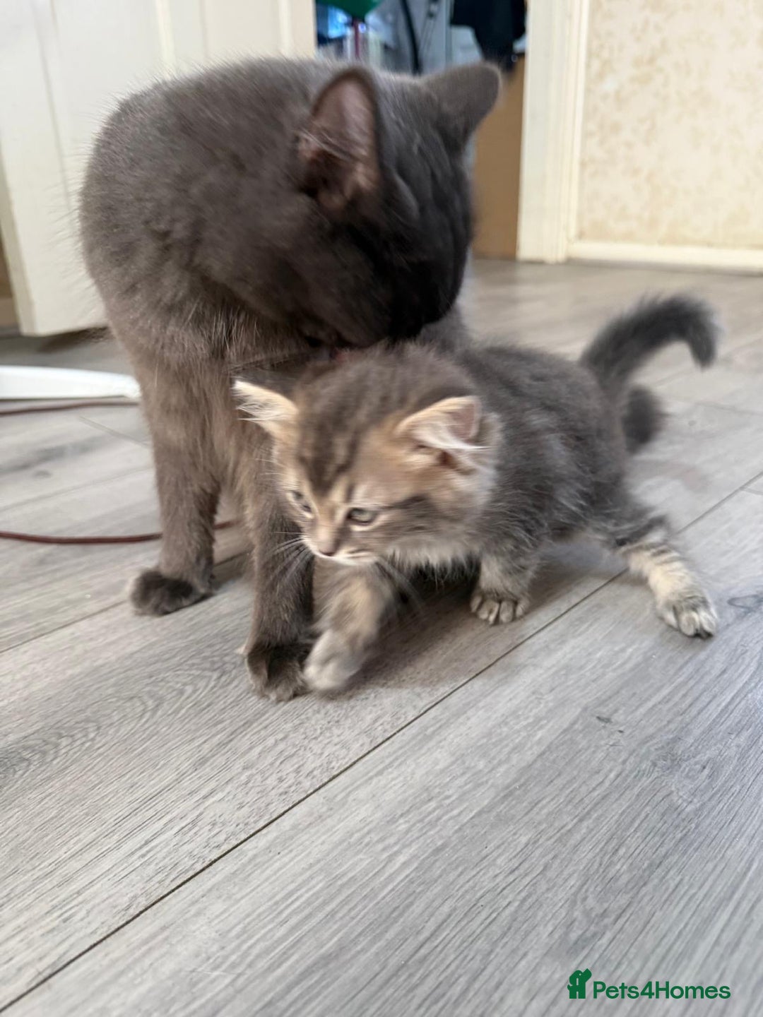 Ragdoll cats for sale: Stunning ragdoll cross BSH kitten  - Image 3
