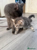 Ragdoll cats - Advert 13