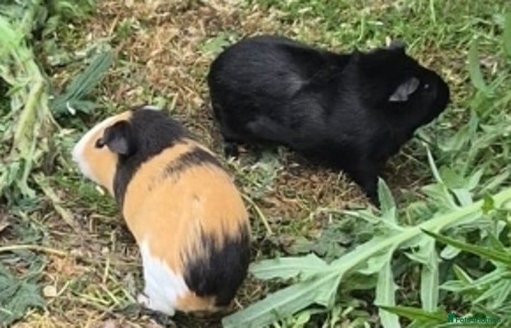 Guinea Pig rodents - Advert 4