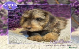 Miniature Dachshund dogs for sale: Beautiful miniature dachshunds ready now  - Image 3