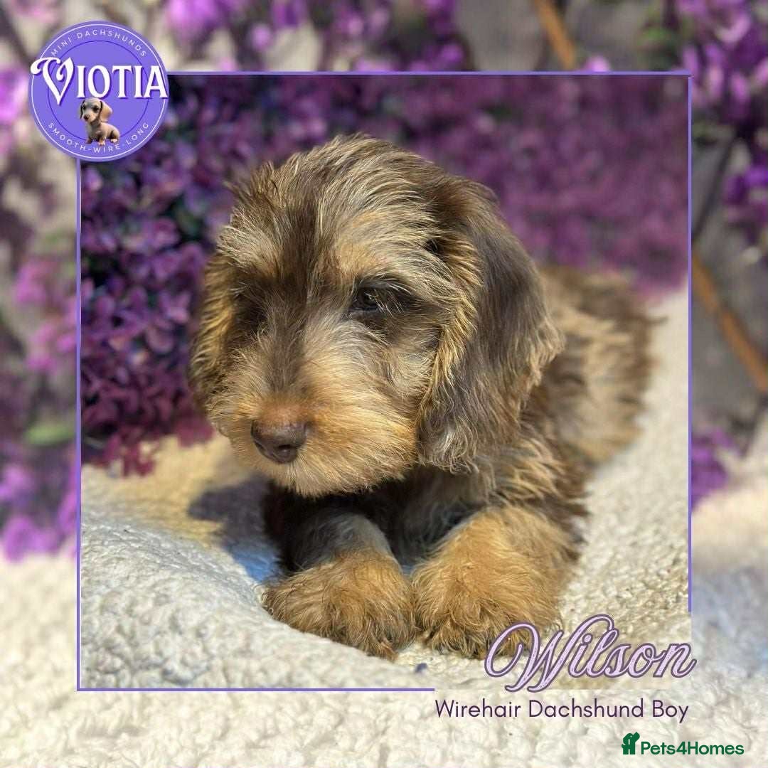 Miniature Dachshund dogs for sale: Beautiful miniature dachshunds ready now  - Image 3