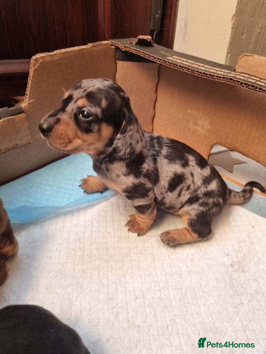 Dachshund dogs for sale: Miniture Silver Dapple Dachshunds - Advert 20