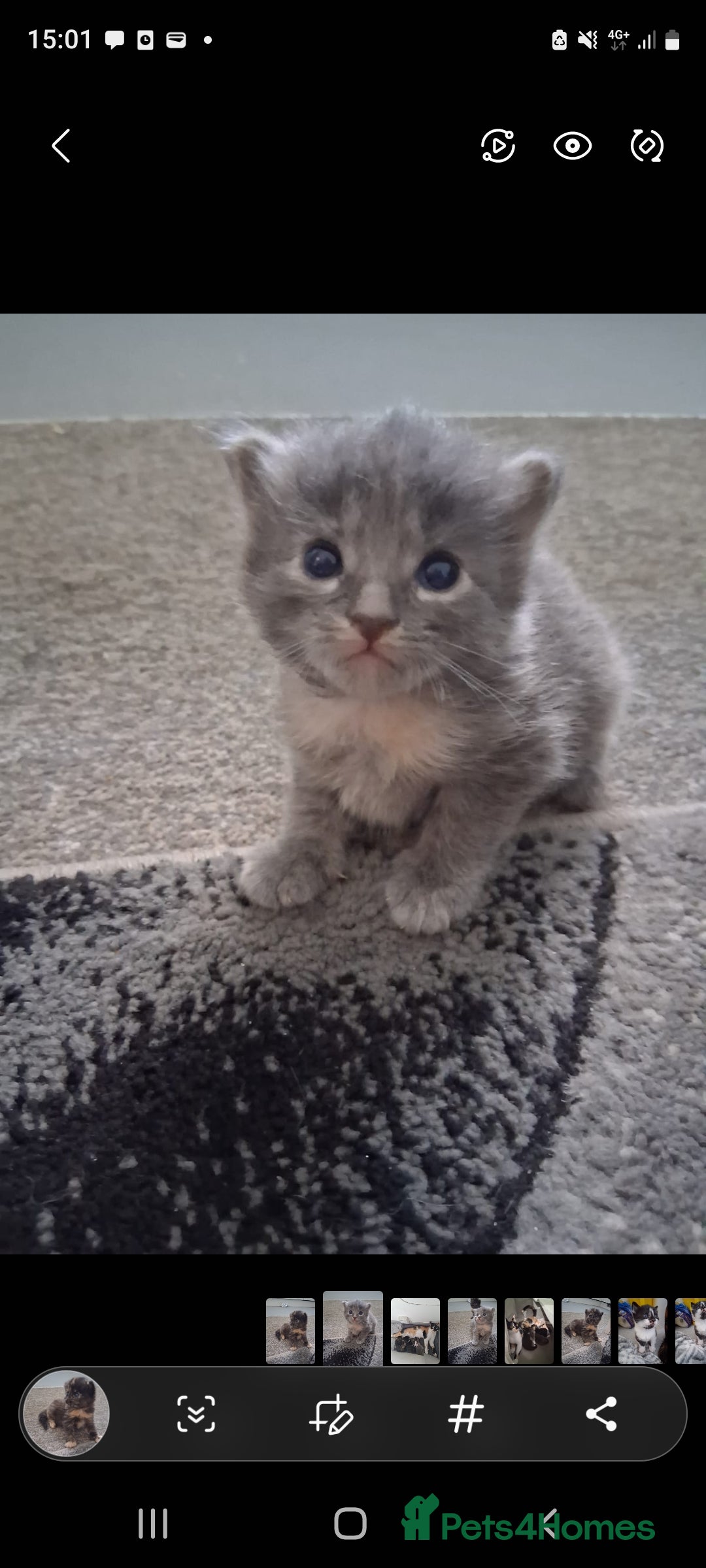 Mixed Breed cats for sale: 🐾 3 Adorable Kittens 2 female 1 male - Image 6