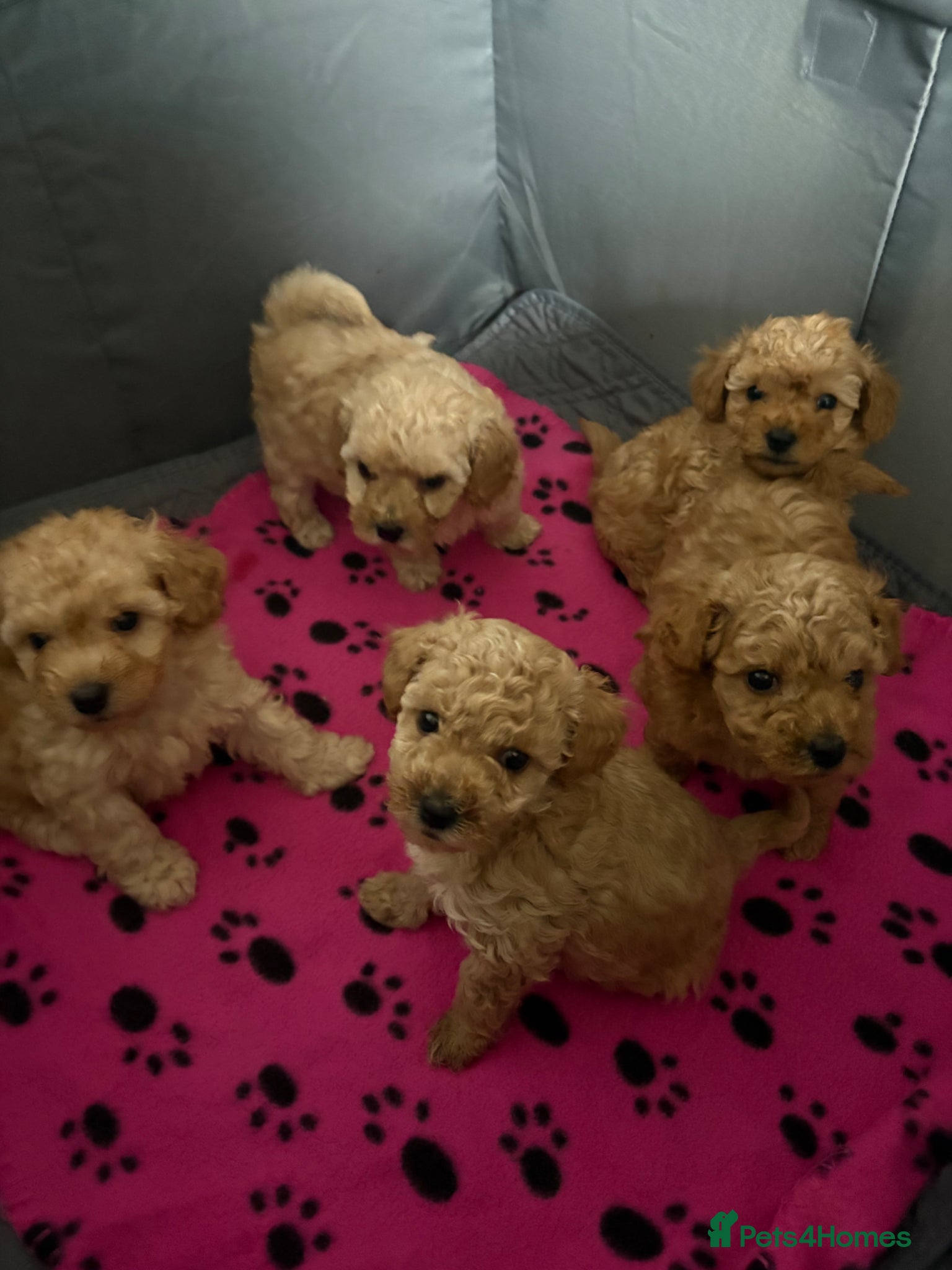 Cavapoo dogs Luxury toyf1b  Cavapoo - Advert 3