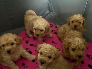 Cavapoo dogs Luxury toyf1b Cavapoo - Advert 3
