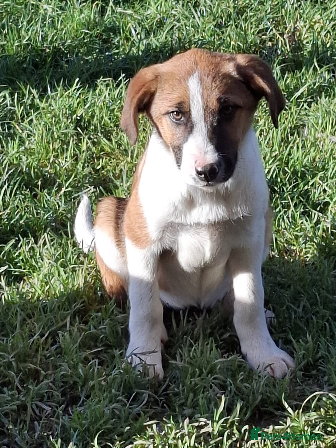 Mixed Breed dogs for sale: Sheepdog puppies - Image 4