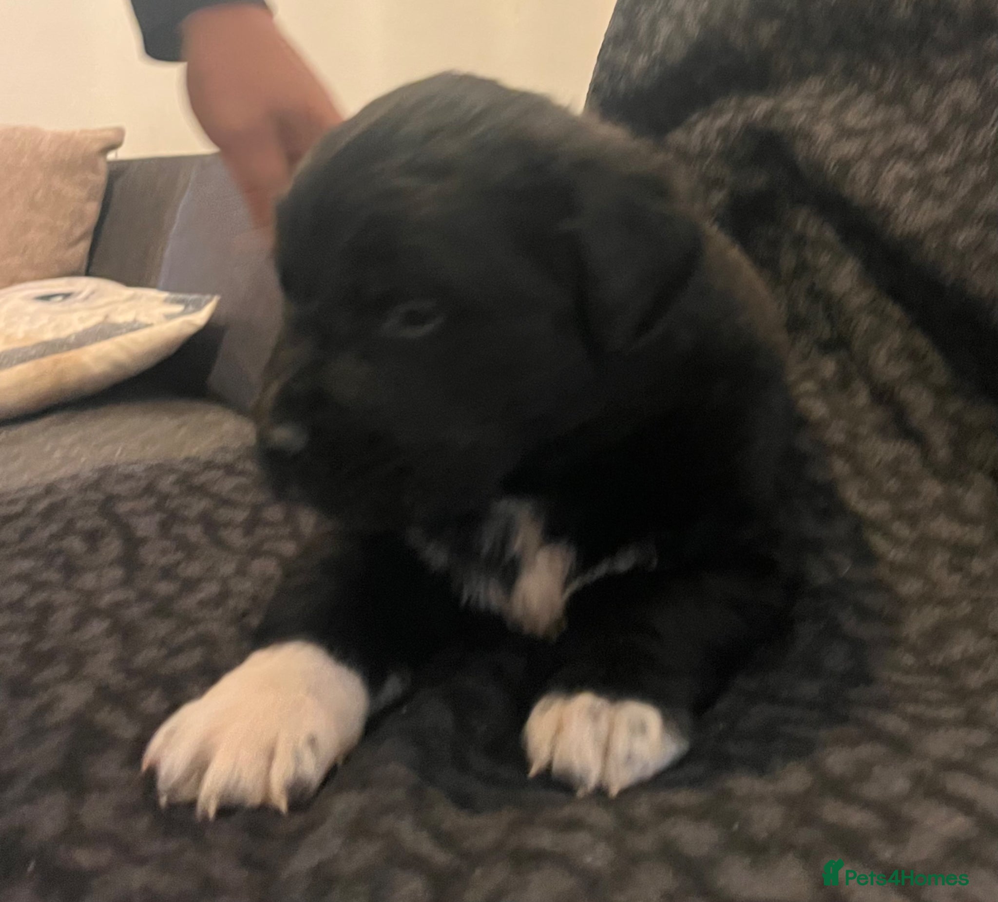 Mixed Breed dogs for sale: Black & landseer Newfoundland puppies  - Advert 29