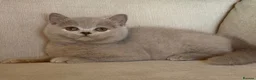 British Shorthair cats for sale: Beautiful kittens  - Advert 8