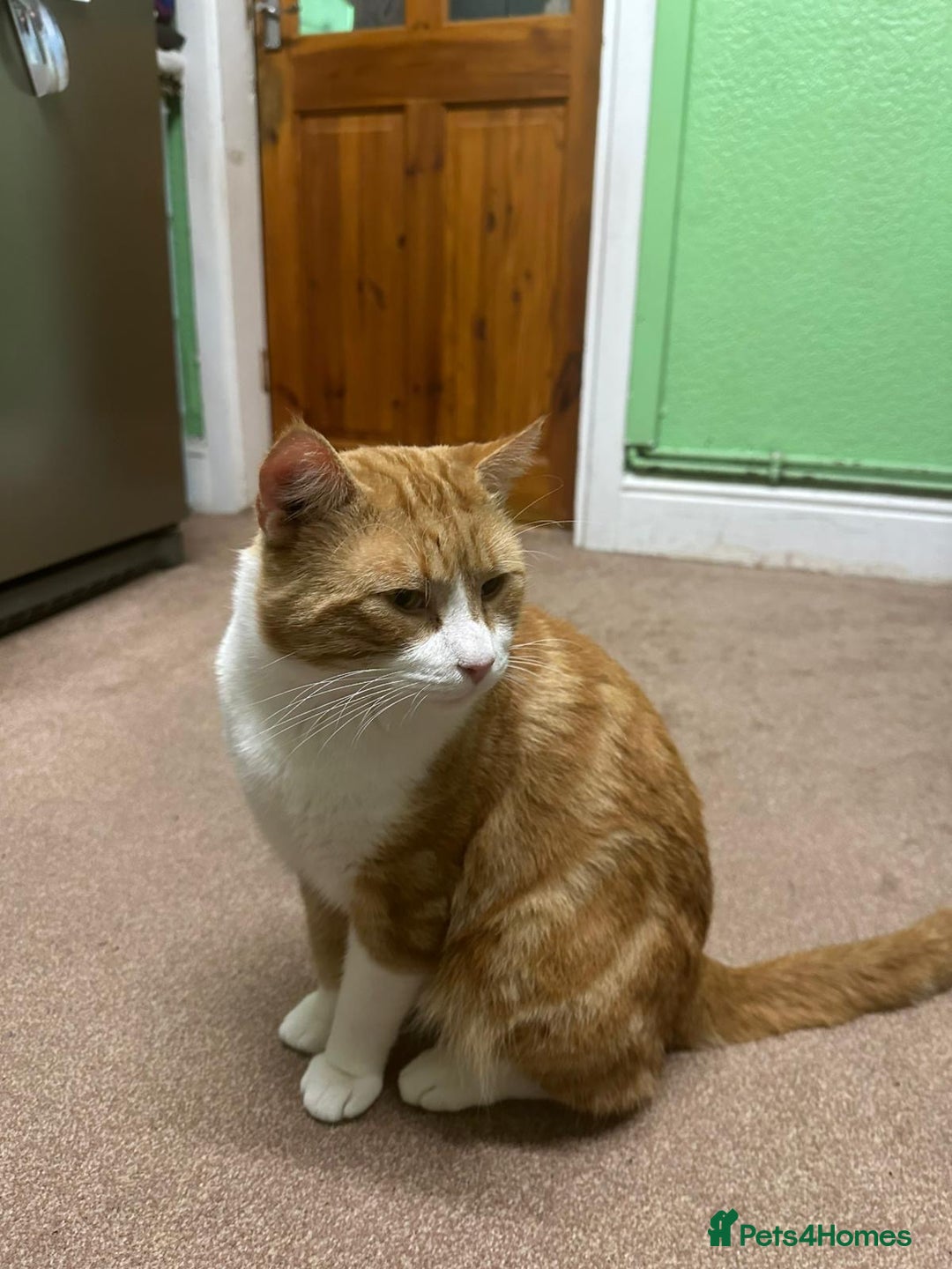 Mixed Breed cats for sale: Sweet 2 year old boy - Advert 2