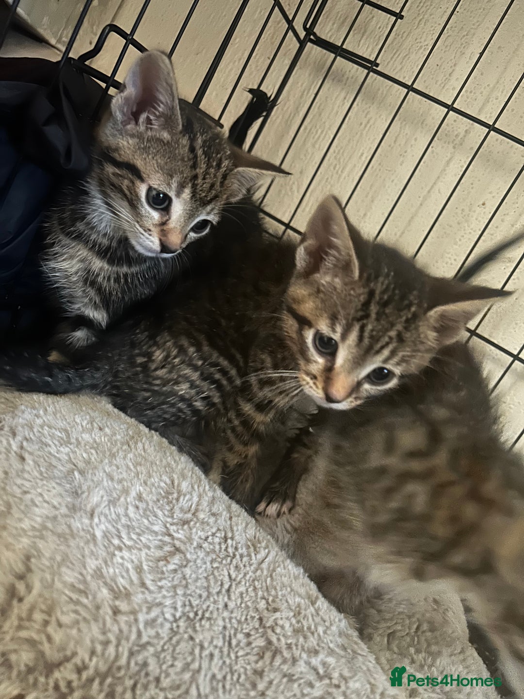 Mixed Breed cats for sale: Beautiful kittens  - Advert 5