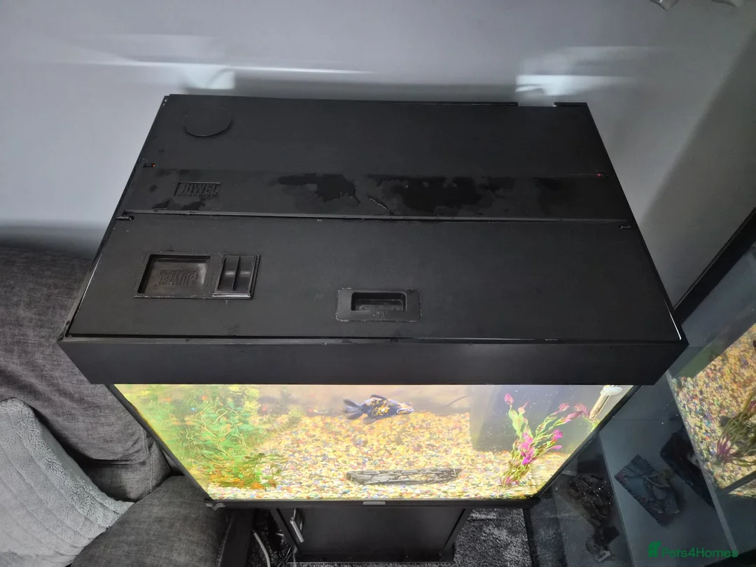 Fancy Goldfish fish for sale: 120 litre juwel tank with 2 fancy goldfish  - Advert 2