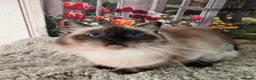 Ragdoll cats for sale: 3 year old Seal point girl - Advert 4