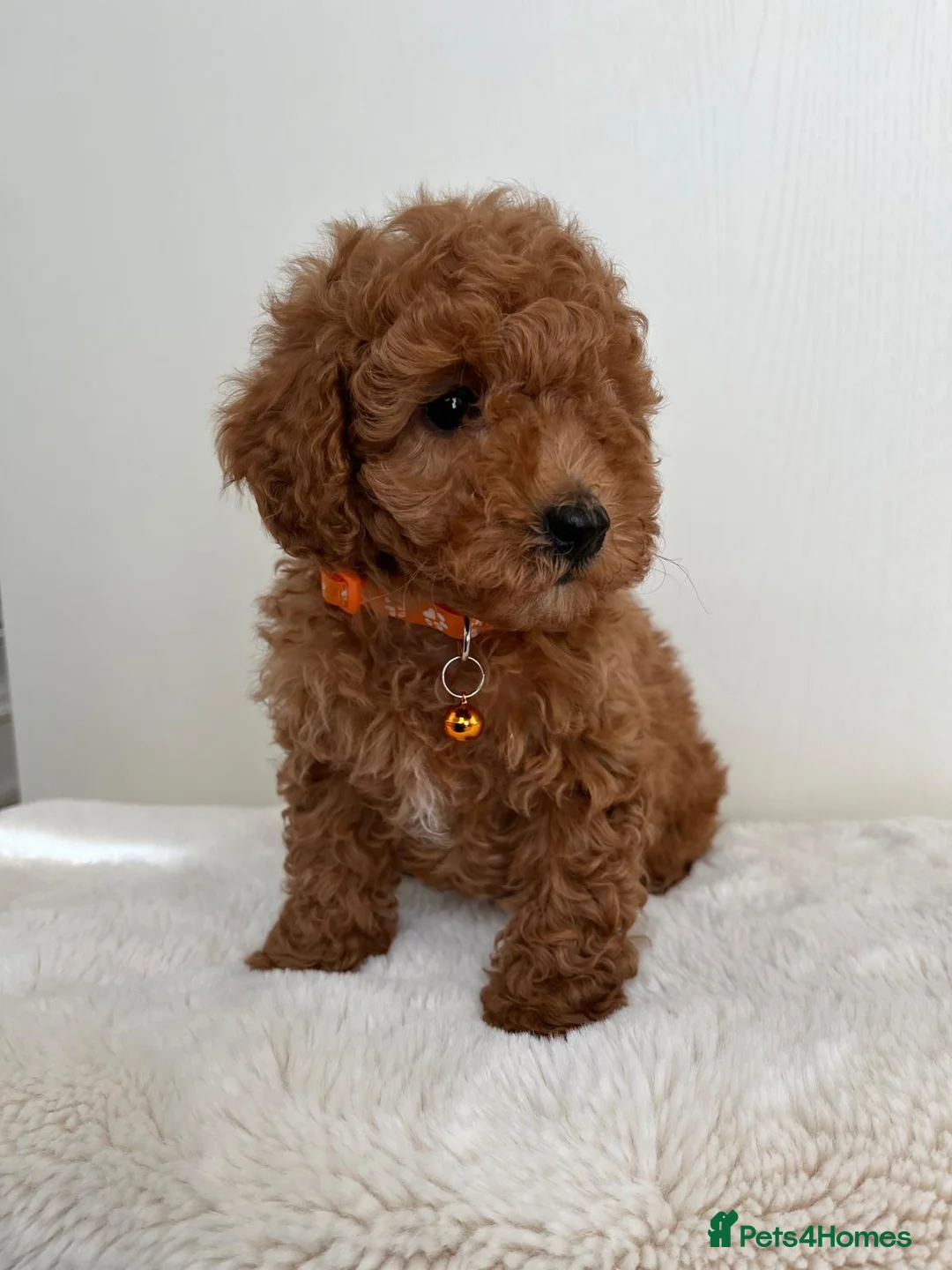 Toy Poodle dogs for sale: Beautiful Toy Poodle Puppies in Sevenoaks - Advert 2