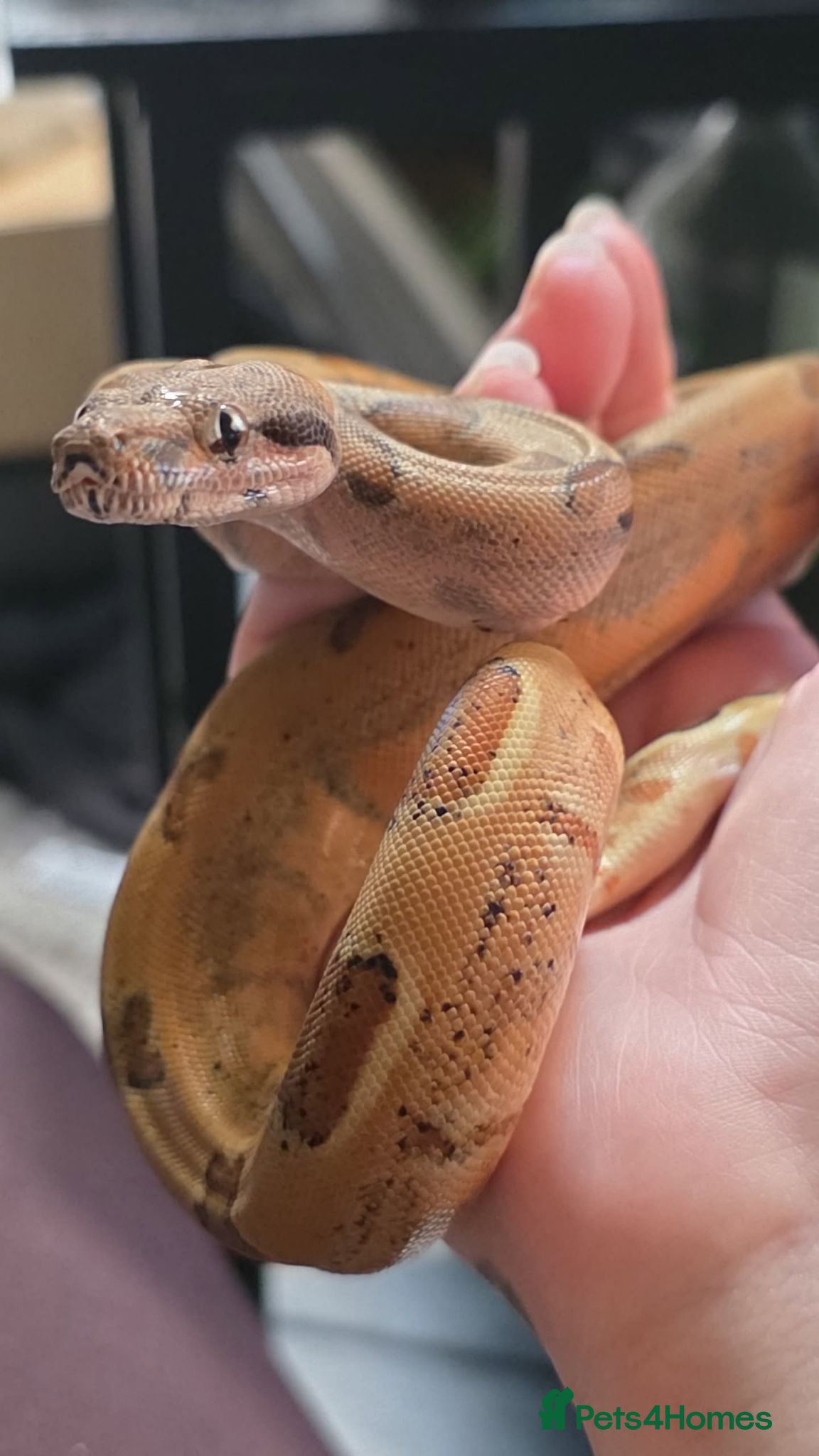 Python Snake reptiles Female baby boa constrictor POS super hype het kal - Advert 1