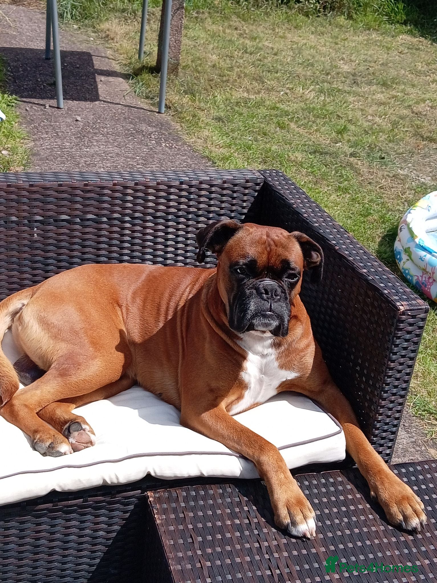 Boxer dogs Boxer for stud - Advert 3