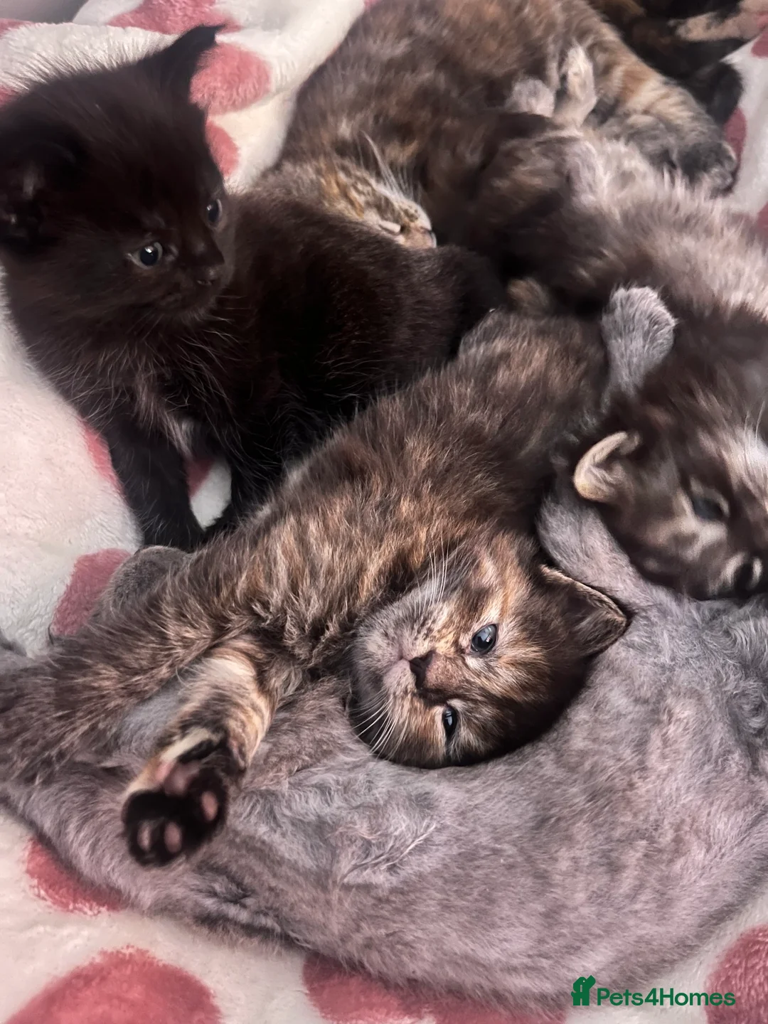 Maine Coon cats for sale: 5 Beautiful half Maine coon kittens  in Aldershot - Advert 2