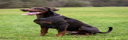 Dobermann dogs for stud: Proven KC Reg Doberman For Stud - Advert 4