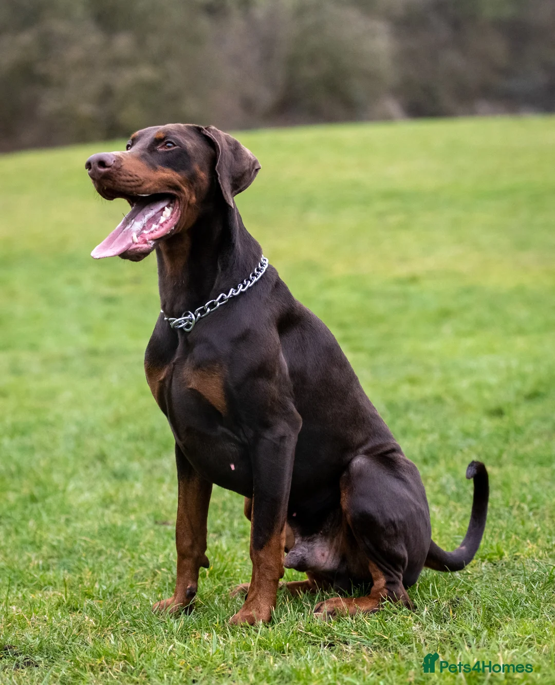 Dobermann dogs for stud: Proven KC Reg Doberman For Stud - Advert 4