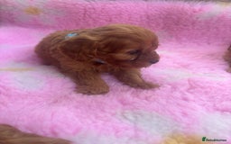 Cavapoo dogs for sale: *red cavapoos* - Image 6
