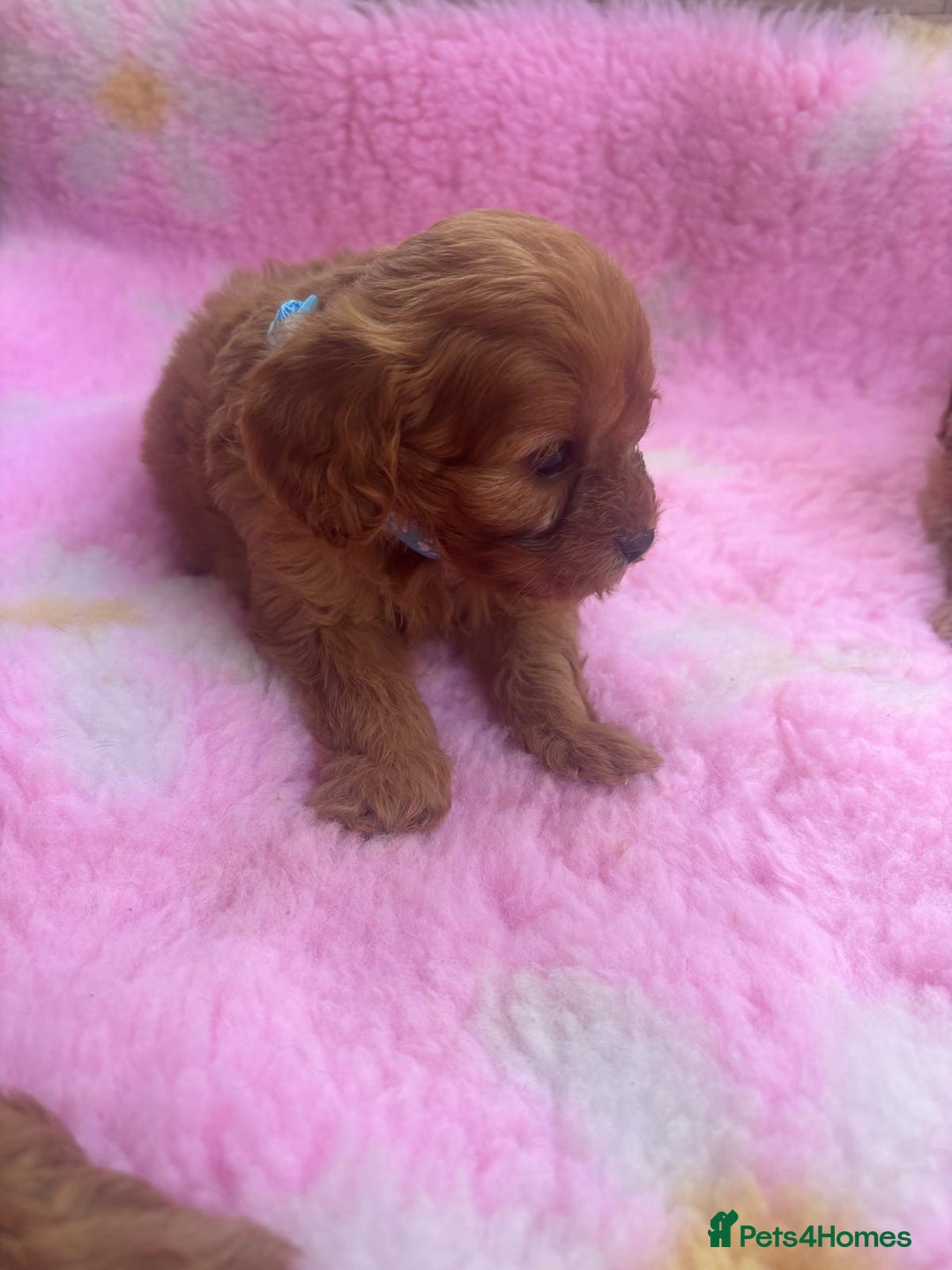 Cavapoo dogs for sale: *red cavapoos* - Image 6