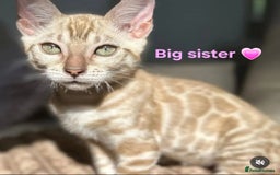 Bengal cats for sale: TICA Genetic & Health Tested Bengal Kitten Male - Image 10