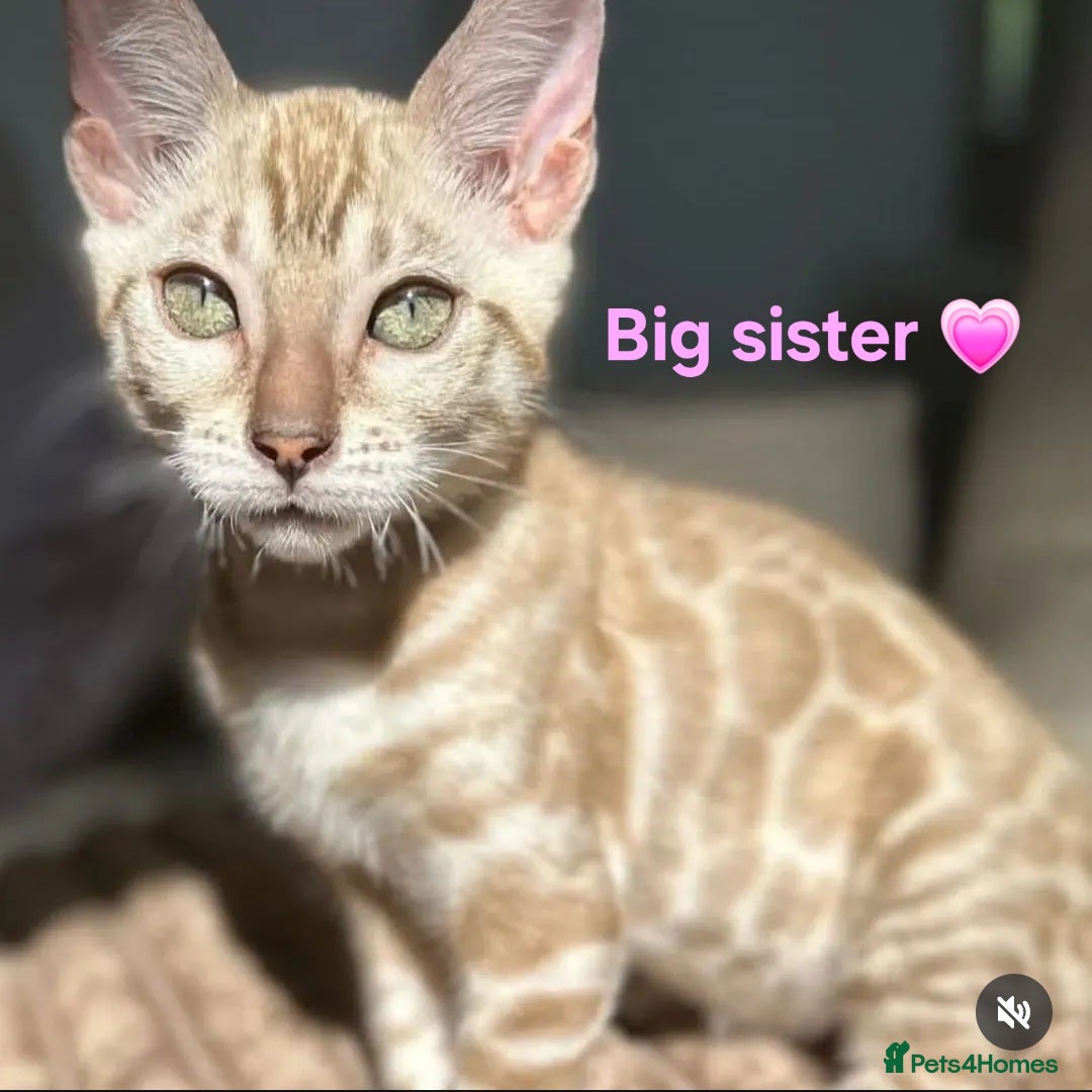 Bengal cats for sale: TICA Genetic & Health Tested Bengal Kitten Male - Image 10