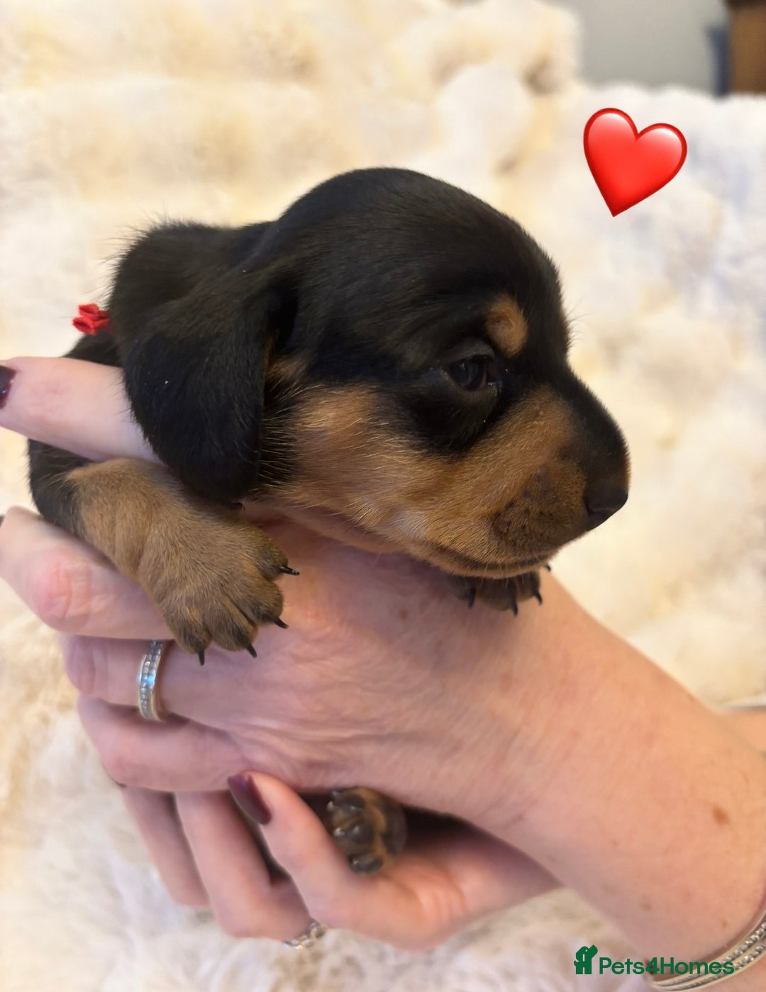 Miniature Dachshund dogs for sale: 🥇KC Registered Miniature Dachshunds Champion Line - Advert 21