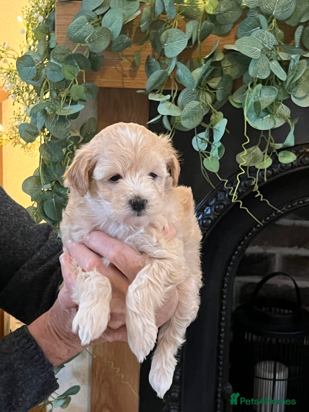 Maltipoo dogs for sale: Maltipoo puppies  - Advert 16