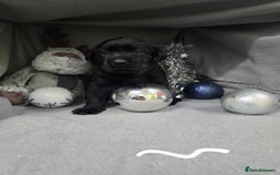 Labrador Retriever dogs for sale: Chunky cute lab pups for sale - Image 20