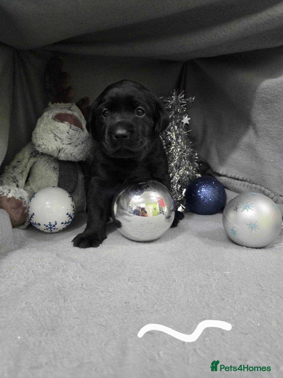 Labrador Retriever dogs for sale: Chunky cute lab pups for sale - Image 20