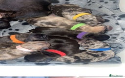 French Bulldog dogs for sale: Chocolate Isabelle Merle black white brindle mum  - Image 4