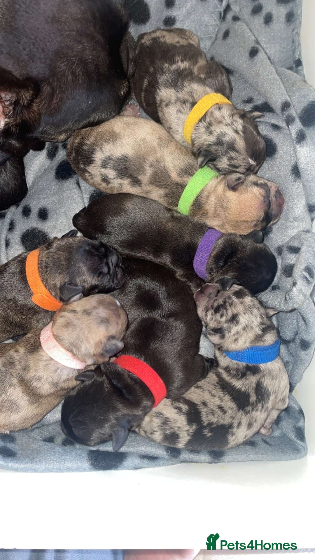 French Bulldog dogs for sale: Chocolate Isabelle Merle black white brindle mum  - Image 4