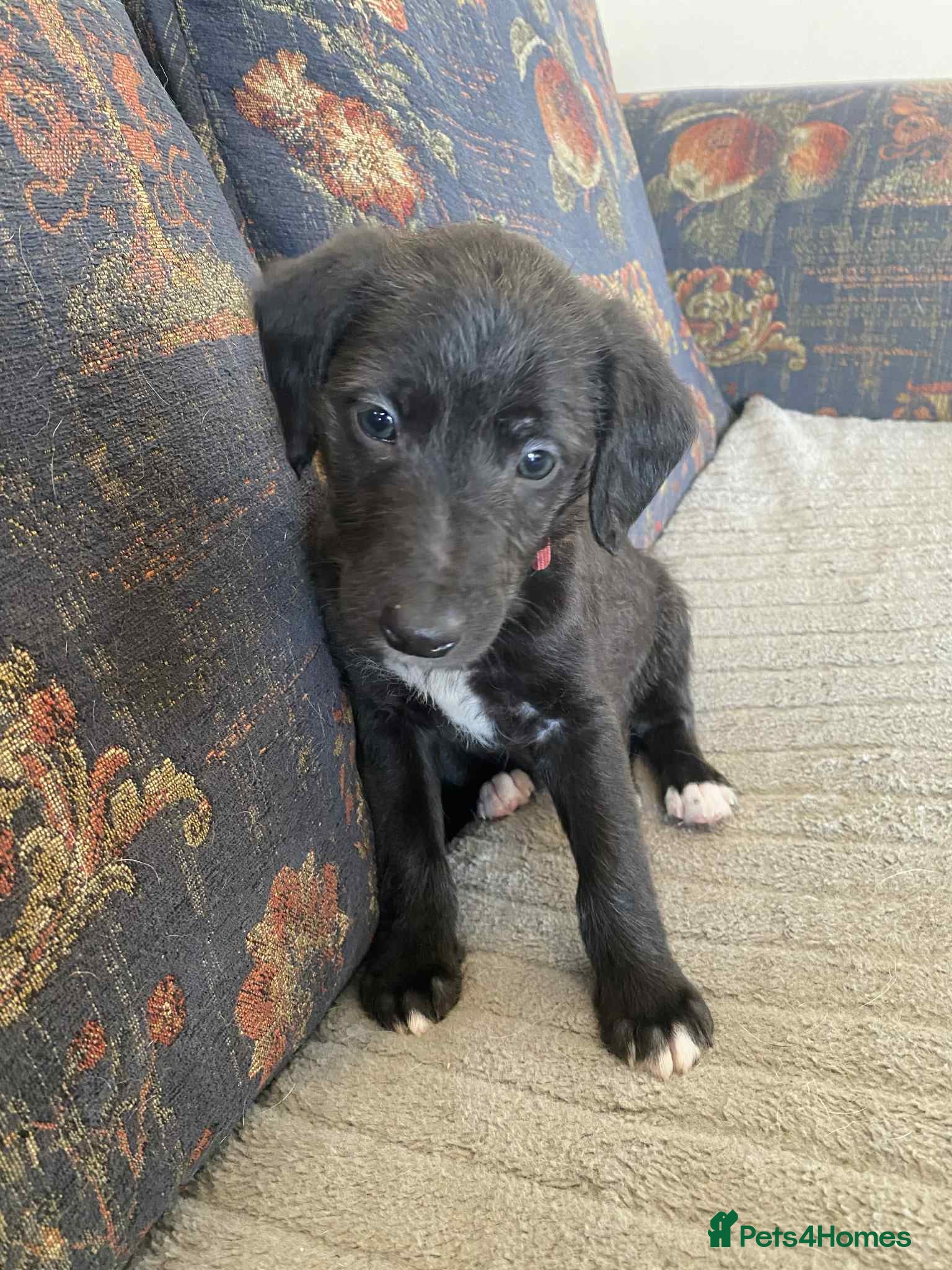 Mixed Breed dogs F1 BEDLINGTON X WHIPPETS - Advert 3